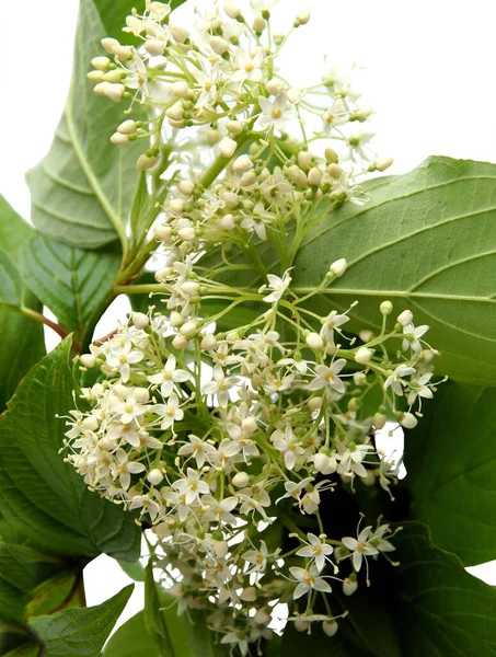 Białe Kwiaty Cornus Sericea Krzew Ozdobny — Zdjęcie stockowe