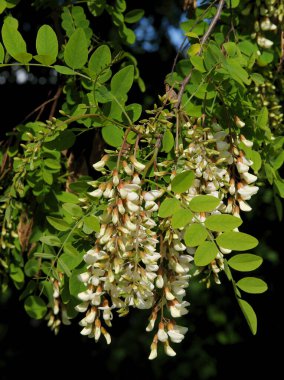 Baharda beyaz çiçekli akasya ağacı