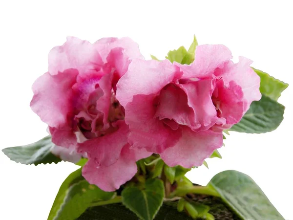 Flores Rosa Sinningia Speciosa Perto — Fotografia de Stock