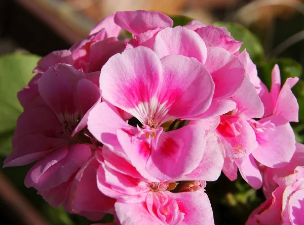 Fiore Rosa Geranio Pianta Vaso Vicino — Foto Stock