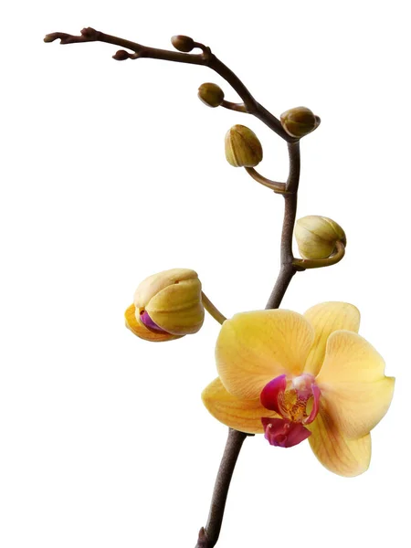 Yellow Flower Orchid Phalaenopsis Close — Stock Photo, Image