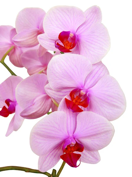 Rosa Blüte Der Orchidee Phalaenopsis Aus Nächster Nähe — Stockfoto