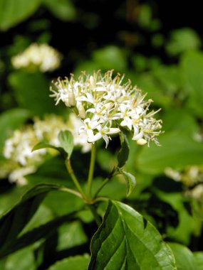 Beyaz çiçek demeti. Cornus sanginea çalısı.