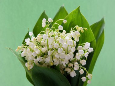 İlkbaharda Convallaria Maialis 'in beyaz çiçekleri