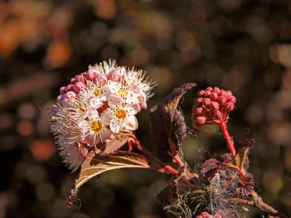 Flores Rosas Physocarpus Opulifolius Arbusto Ornamental —  Fotos de Stock