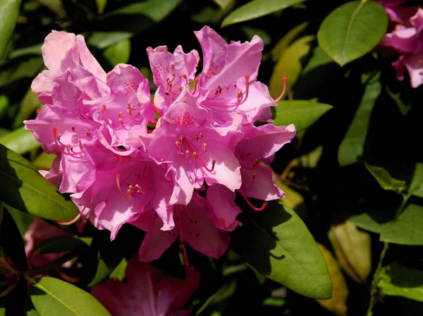 Lila Blomma Rhododendron Buske Våren — Stockfoto