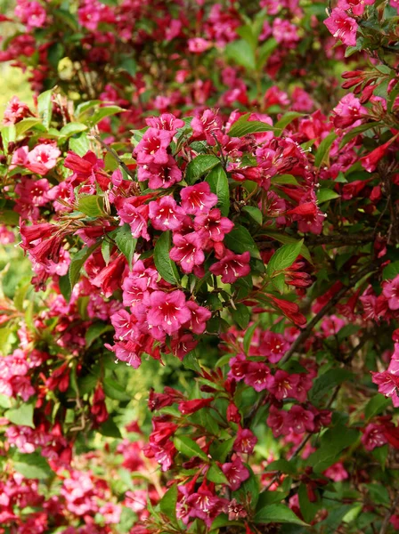 春天的Weigela观赏植物的美丽花朵 — 图库照片