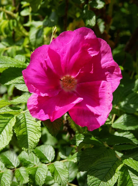 Μοβ Λουλούδι Της Rosa Canina Άγριο Φυτό Κοντά — Φωτογραφία Αρχείου