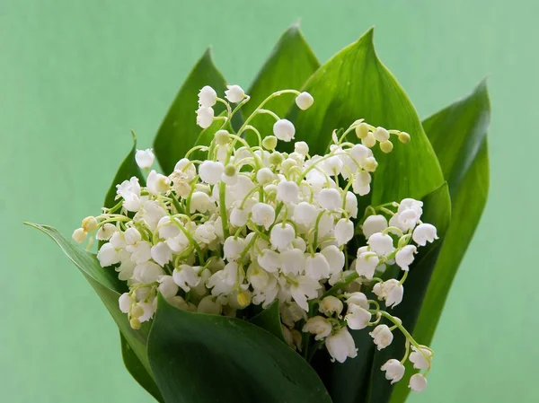 Λευκά Άνθη Του Φυτού Convallaria Maialis Την Άνοιξη — Φωτογραφία Αρχείου