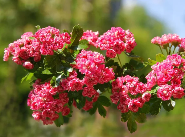 Ροζ Μικρά Άνθη Του Crataegus Leavigata Διακοσμητικό Δέντρο — Φωτογραφία Αρχείου