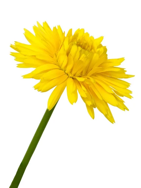 Fleur Jaune Calendula Officinalis Souci Plante Gros Plan — Photo