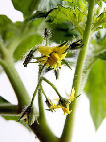 Planta Tomate Con Flores Amarillas Cerca — Foto de Stock