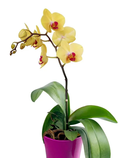 Коричневый Лепесток Орхидеи Phalaenopsis Изолирован Близко — стоковое фото