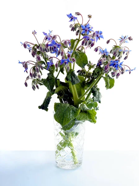 Blauwe Bloemen Van Borage Bloem Close — Stockfoto