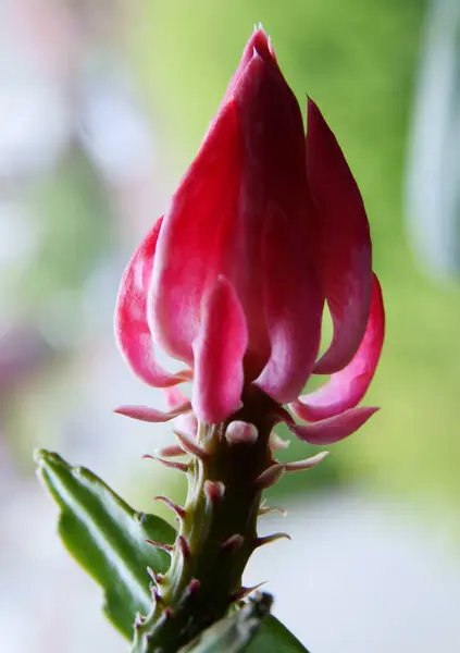 Różowy Kwiat Pąk Kwitnącej Soczystej Rośliny Doniczkowej — Zdjęcie stockowe