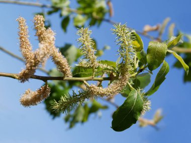 İlkbaharda çiçek açan tükürük kapari ağacı.