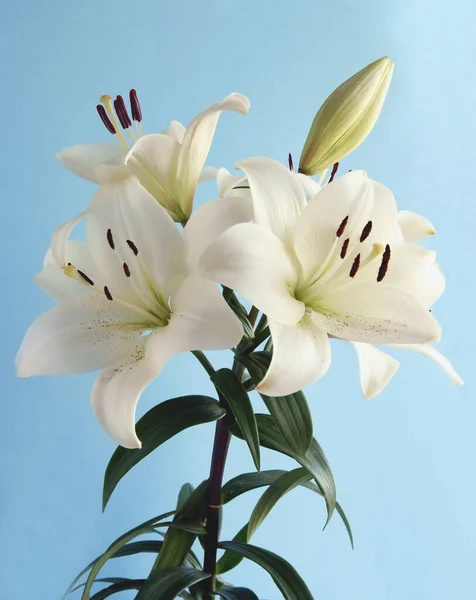 Pretty White Lilies Brown Pollen Close — Stock Photo, Image