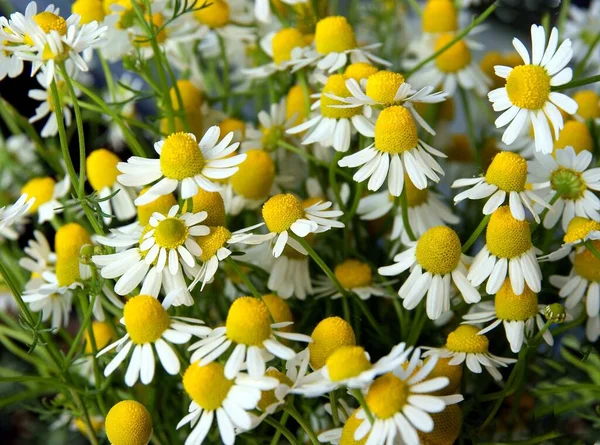 Vita Blommor Kamomill Matricaria Recutita Ört Närbild — Stockfoto