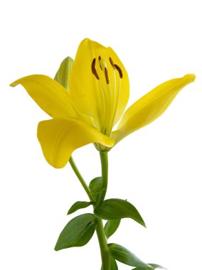 Sarı zambaklar ve kahverengi polenler.