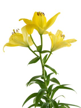 Sarı zambaklar ve kahverengi polenler.