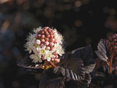 Physocarpus opulifolius çalılarının küçük pembe çiçekleri.