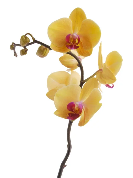 Phalaenopsis Marrón Ofrchid Aislado Cerca —  Fotos de Stock