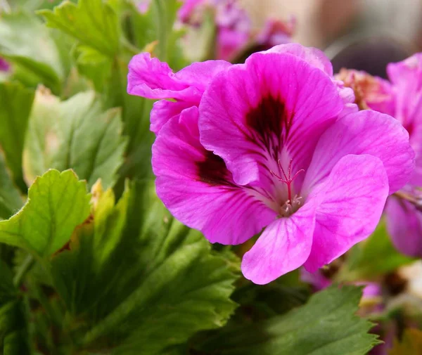 Flores Rosa Vermelhas Bonitas Planta Envasada Gerânio Perto — Fotografia de Stock