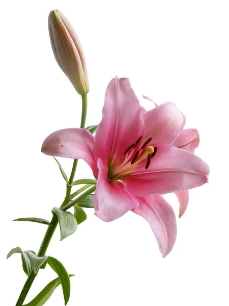 Hübsche Rosa Lilie Mit Braunen Pollen Aus Nächster Nähe — Stockfoto