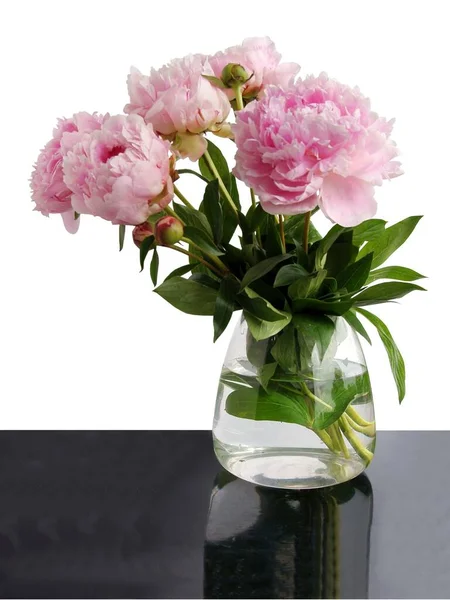 Posy Pivoines Roses Gros Plan — Photo