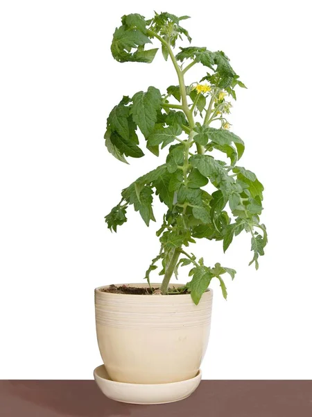 Tomatplantor Med Gula Blommor — Stockfoto