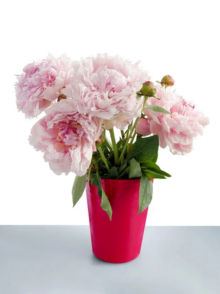 Flores Cor Rosa Peônia Planta Fechar Vaso Vermelho — Fotografia de Stock