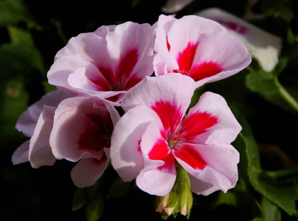 Розовый Цветок Герань Горшок Завод Близко — стоковое фото