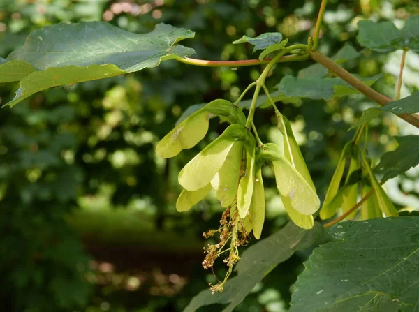 Rosnące Skrzydlate Nasiona Klonu Sycamore Bliska — Zdjęcie stockowe