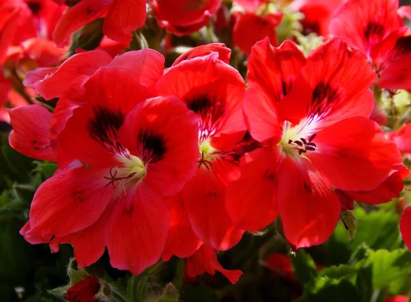 Pembe Çiçek Sardunya Saksısı Yakın Plan — Stok fotoğraf