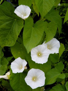 Tırmanma bitkisinin beyaz çiçekleri Calystegia sepium