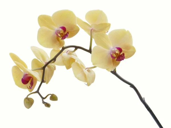 Orkidé Phalaenopsis Med Gula Blommor Närbild — Stockfoto
