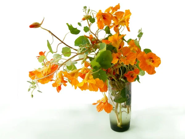 Yelow Orange Flowers Nasturtium Plant Close — Stock Photo, Image