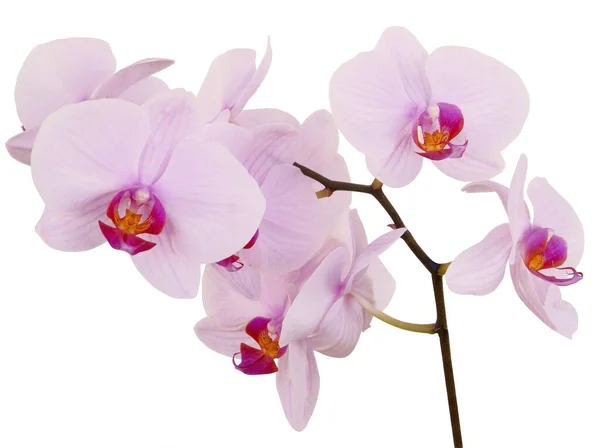 Orkidé Phalaenopsis Med Rosa Gula Blommor Närbild — Stockfoto