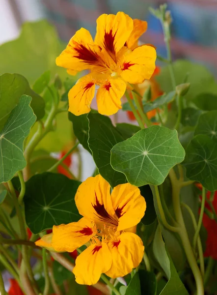 Les Fleurs Jaunes Oranges Plante Nasturtium Ferment Photo De Stock