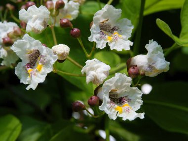 Güzel, beyaz ve çok renkli Katalpa süs ağacı çiçekleri parkta.
