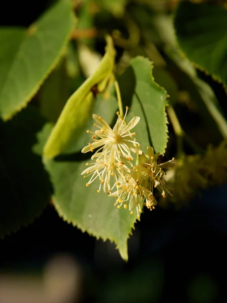 Blommor Lind Träd Som Naturmedicin Närbild — Stockfoto