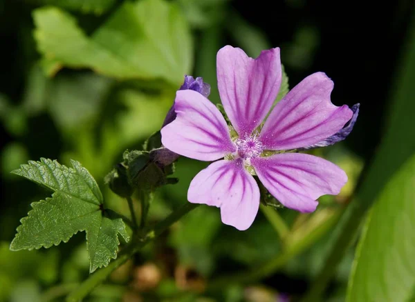 Lila Fleur Mauve Sauvage Plante Gros Plan — Photo