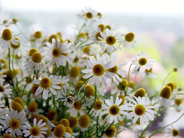 Kamomill Blommor Som Naturläkemedel — Stockfoto