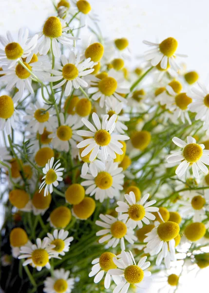 Kamomill Blommor Som Naturläkemedel — Stockfoto