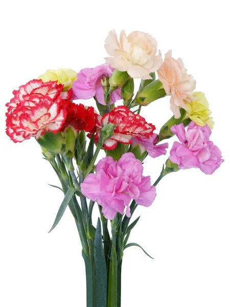 Veelkleurige Bloemen Van Anjers Uit Een Tuin — Stockfoto