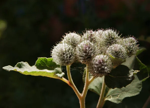 Groeiende Grijze Knoppen Van Bloei Arctium Tomentosum Wilde Plant — Stockfoto