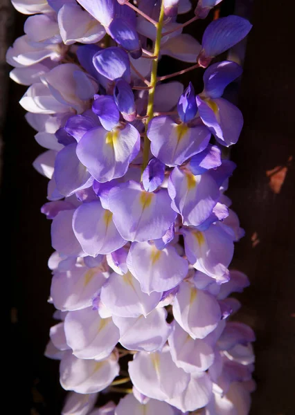 Lila Blommor Wisteria Klätterväxt Närbild — Stockfoto