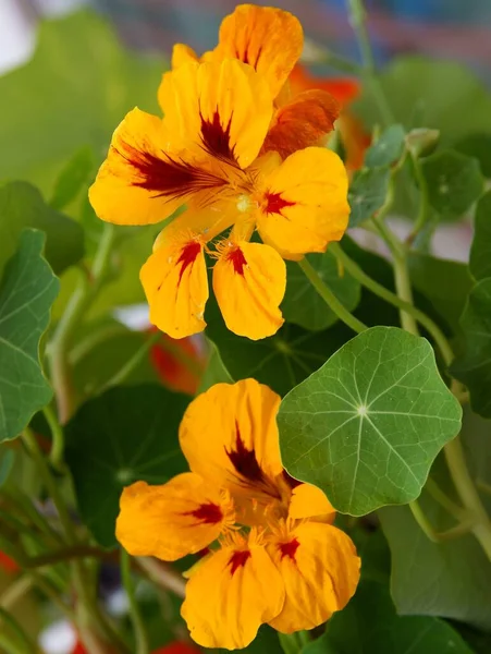 Amarillento Naranja Flores Planta Capuchina Cerca — Foto de Stock