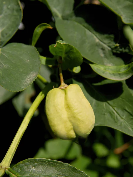 Växande Grön Frukt Stanphylea Pinnata Prydnadsbuske — Stockfoto