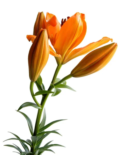 pretty orange lilies isolated close up